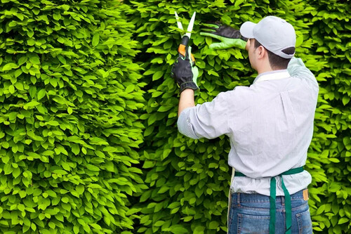 depositphotos27203679-stock-photo-gardener-pruning-an-hedge
