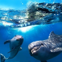 delfiny-i-more-zakazat-kiev